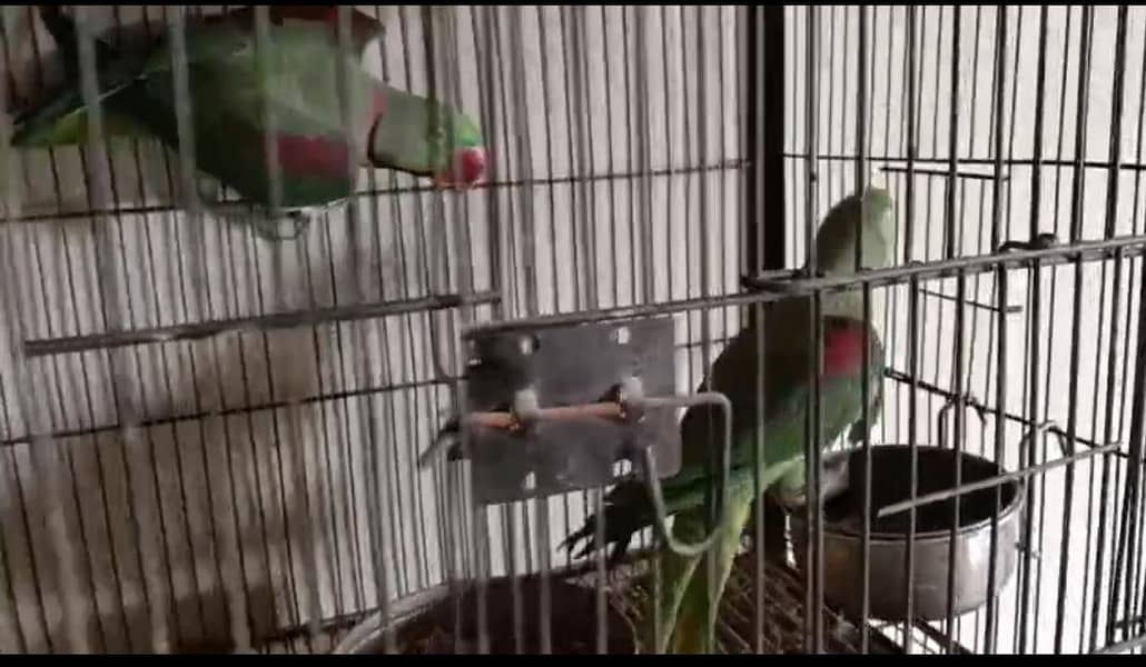 breeder raw pair 2