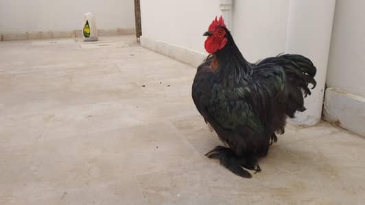 black bantum pair
