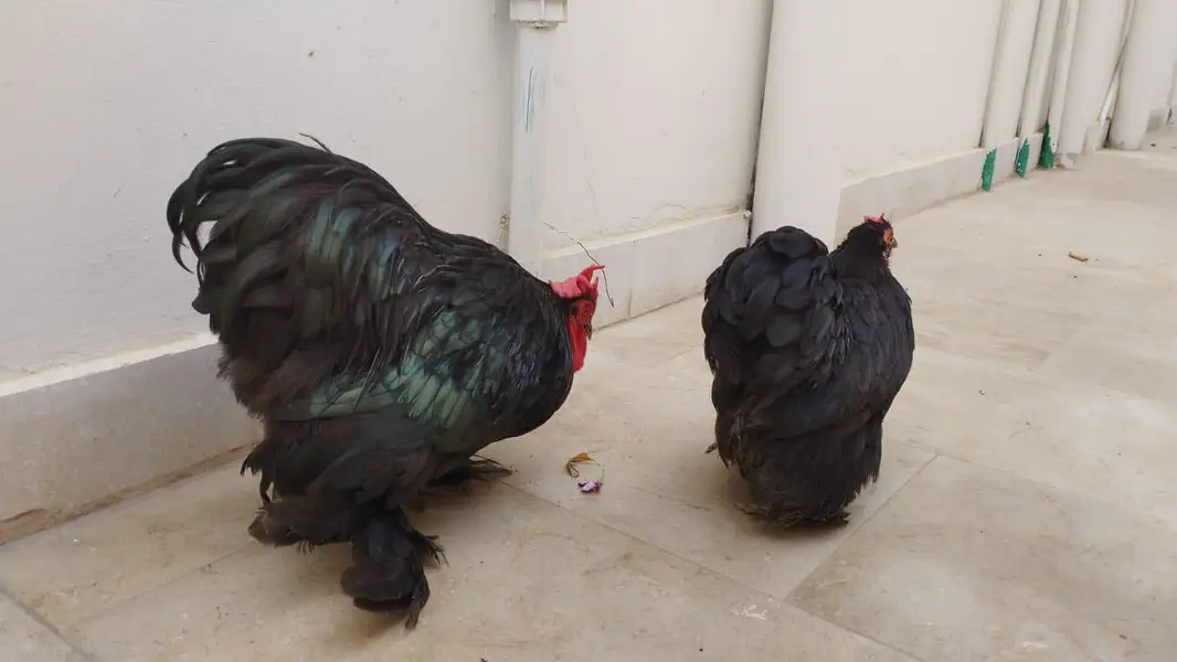 black bantum pair — photo 2