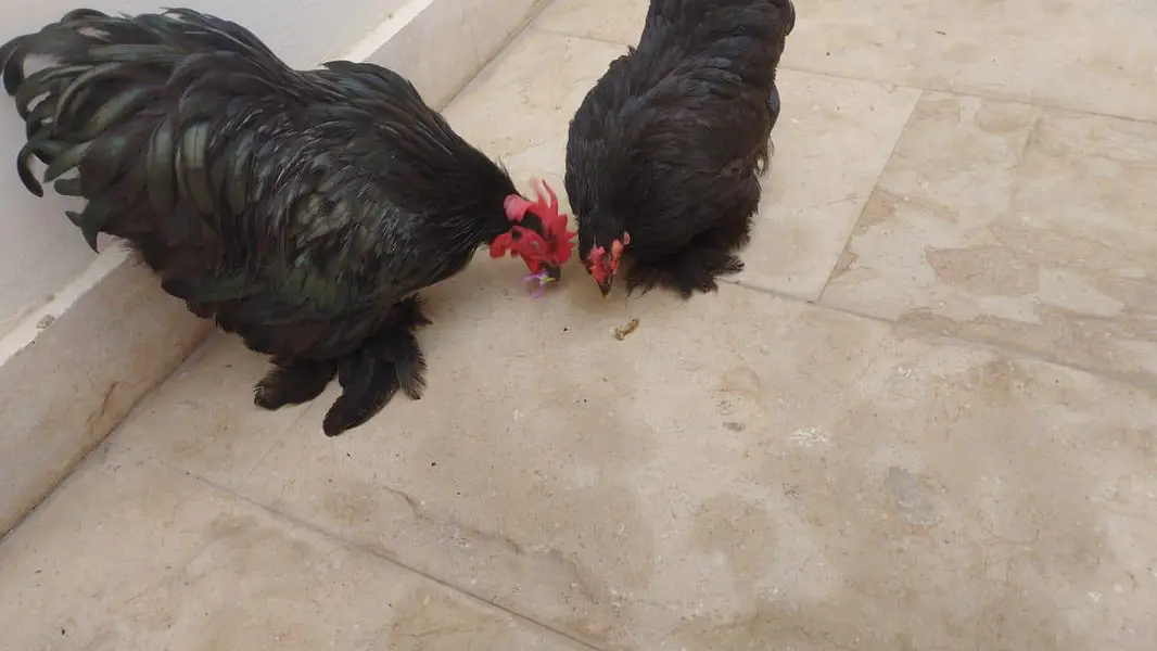 black bantum pair — photo 3