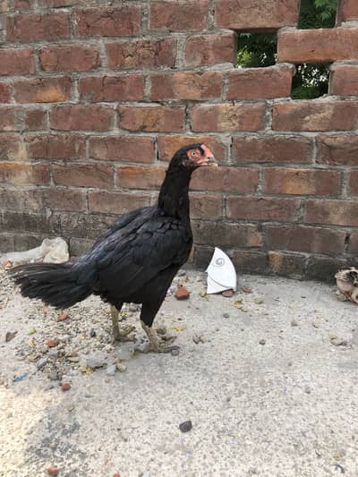 Mianwali aseel hen and 2 chicks