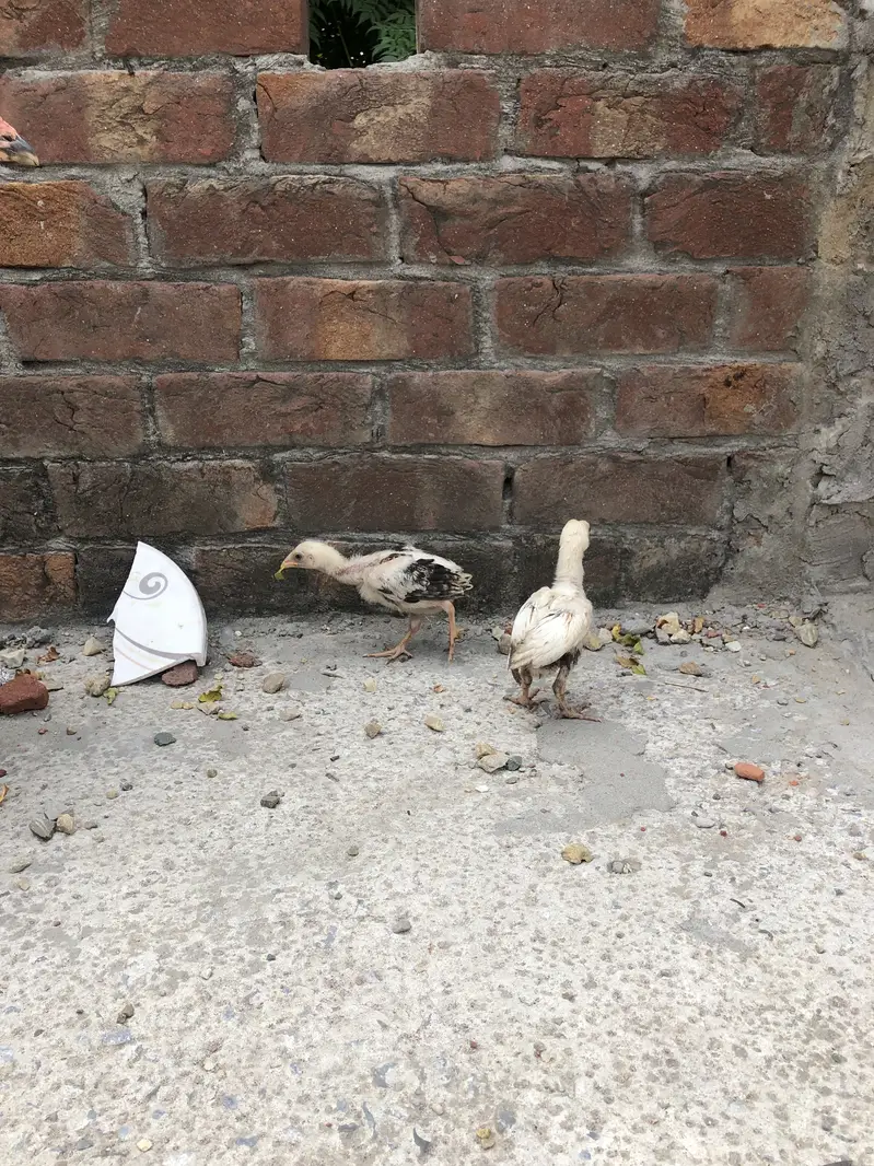Mianwali aseel hen and 2 chicks — photo 2