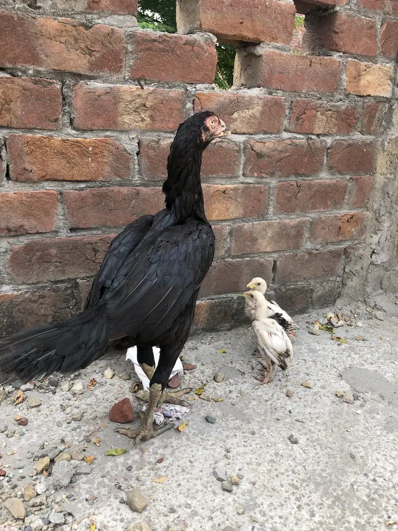 Mianwali aseel hen and 2 chicks — photo 3