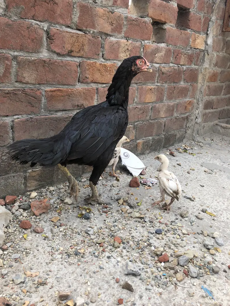 Mianwali aseel hen and 2 chicks — photo 4