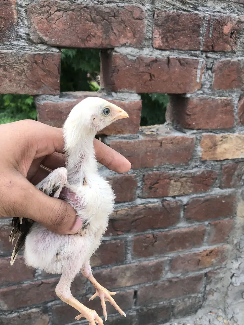 Mianwali aseel hen and 2 chicks — photo 5