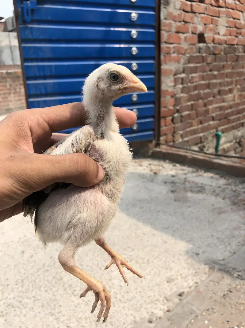 Mianwali aseel hen and 2 chicks — photo 6