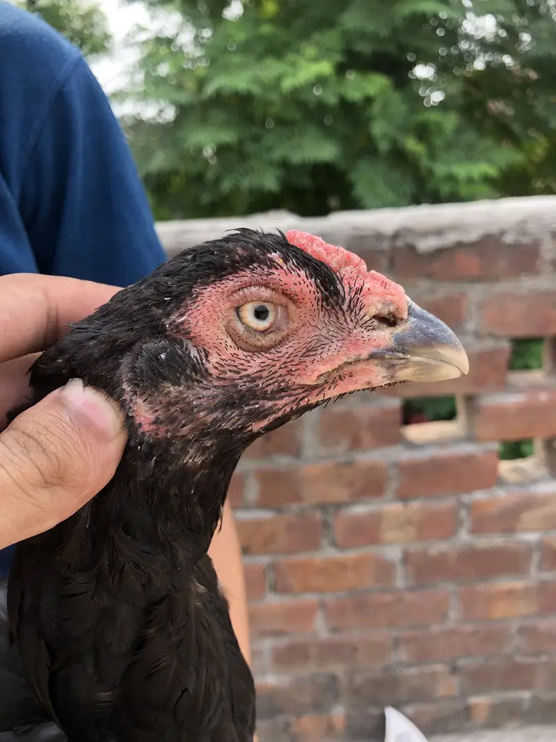 Mianwali aseel hen and 2 chicks — photo 7