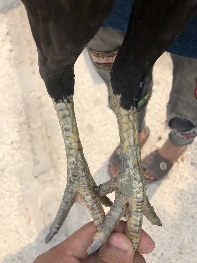 Mianwali aseel hen and 2 chicks — photo 8