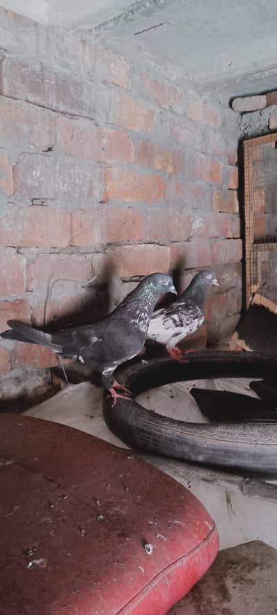 Beautiful Highflyer Pigeons