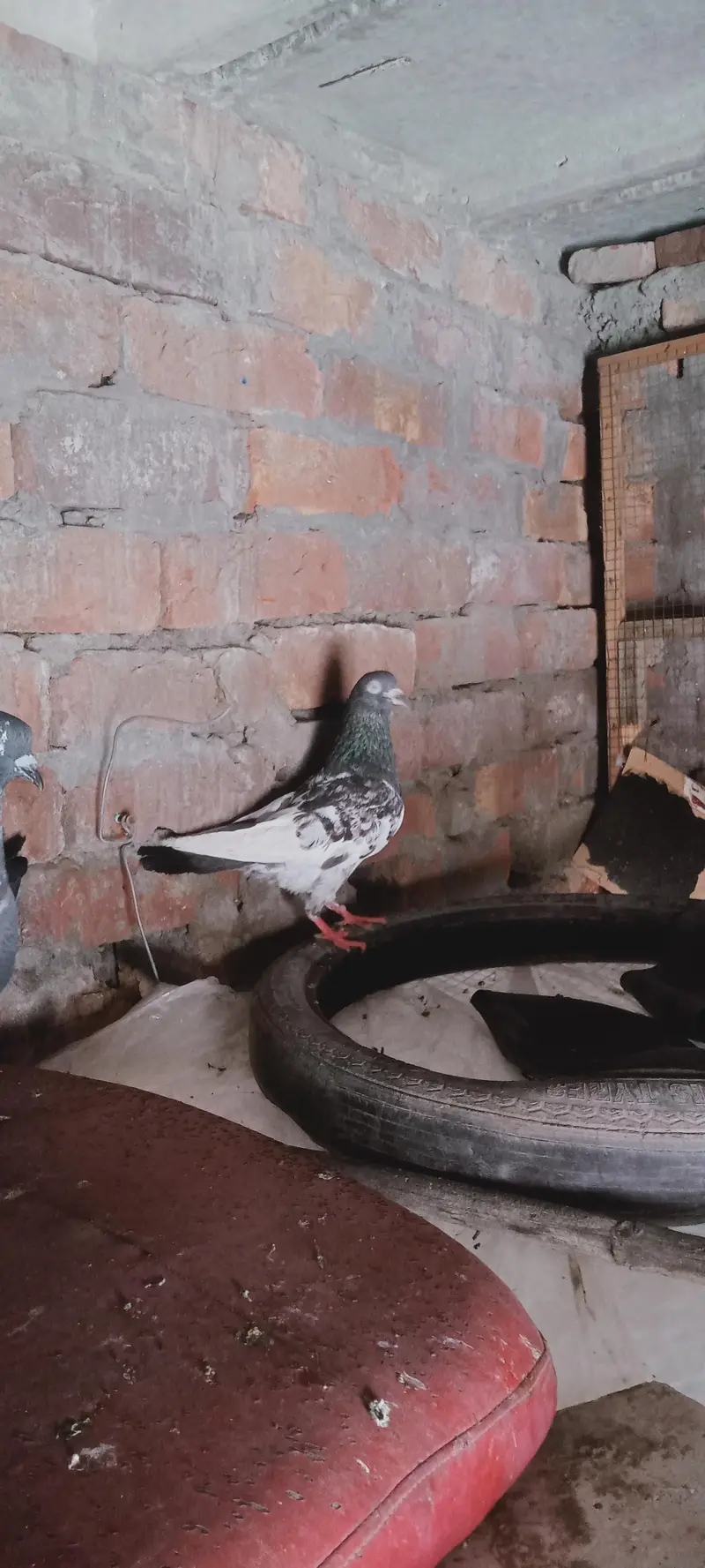 Beautiful Highflyer Pigeons — photo 2