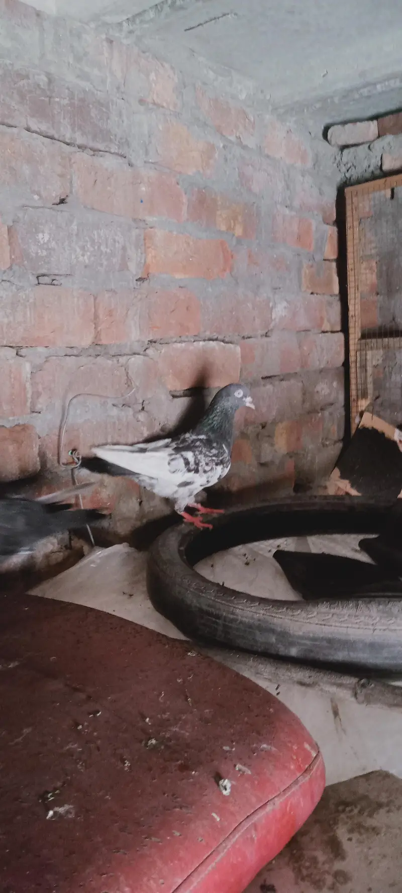 Beautiful Highflyer Pigeons — photo 3