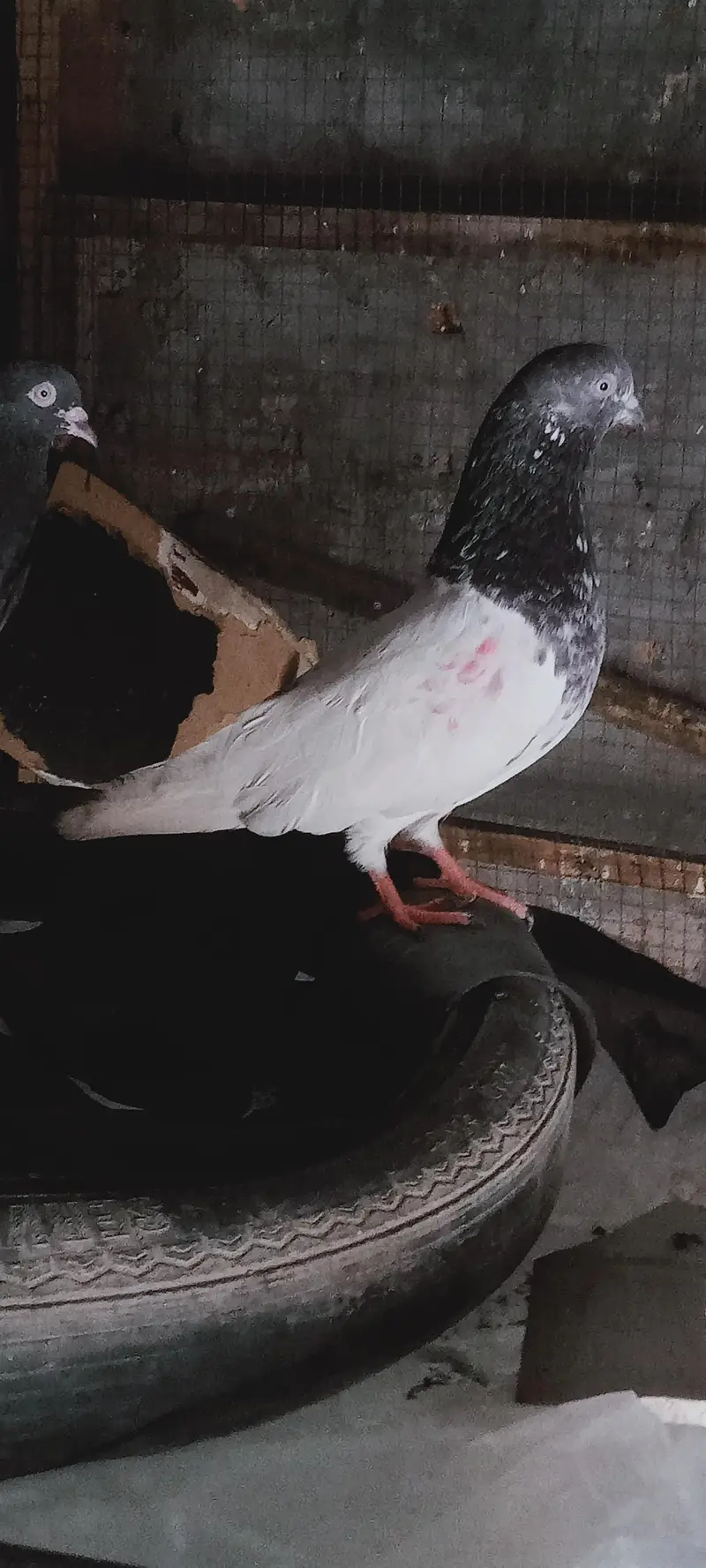 Beautiful Highflyer Pigeons — photo 4