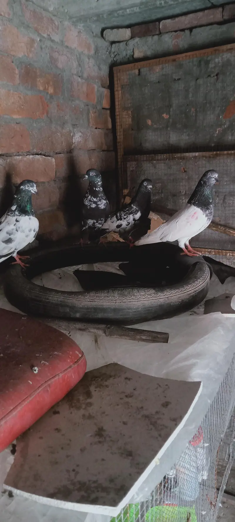 Beautiful Highflyer Pigeons — photo 5