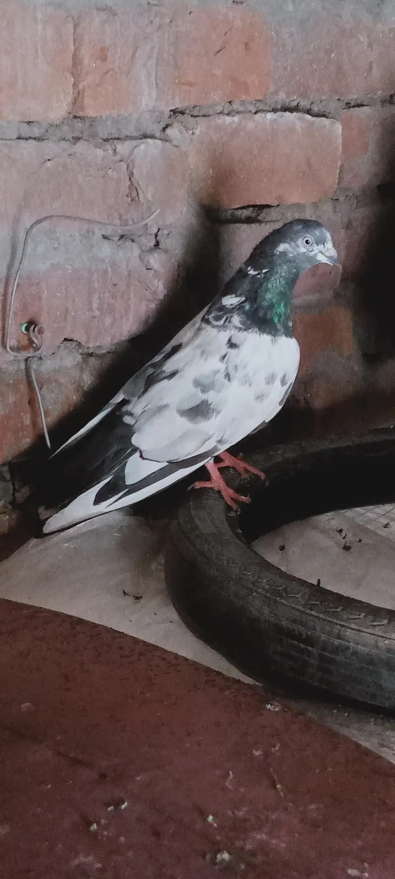 Beautiful Highflyer Pigeons — photo 6