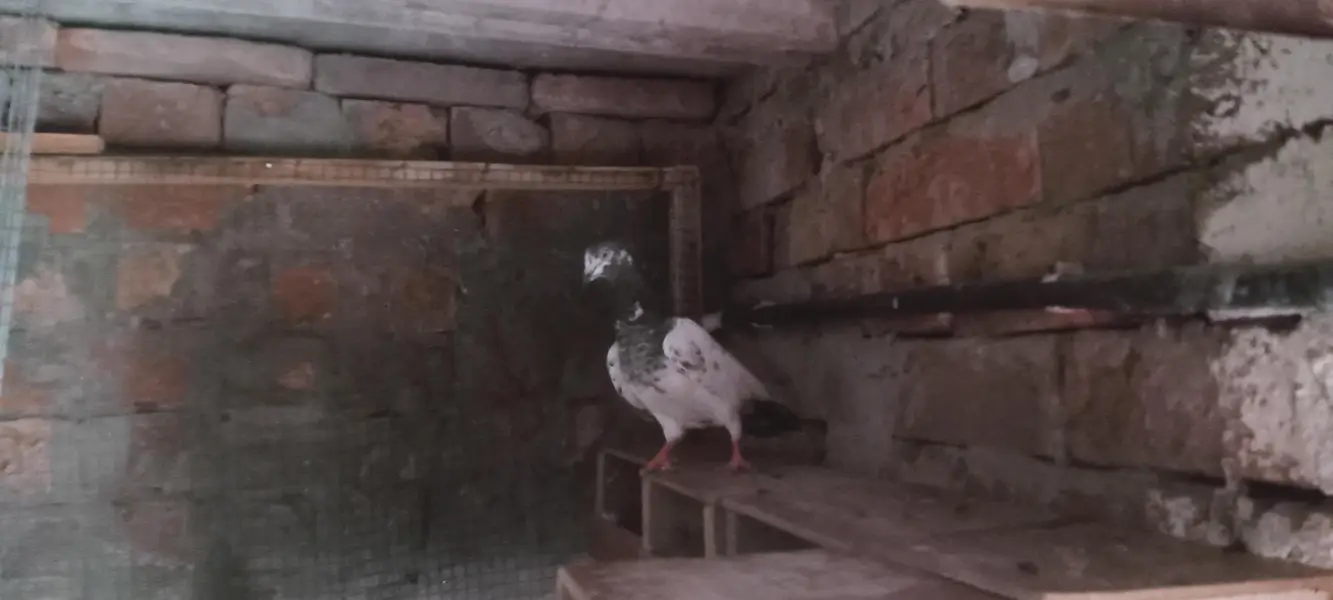Beautiful Highflyer Pigeons — photo 7