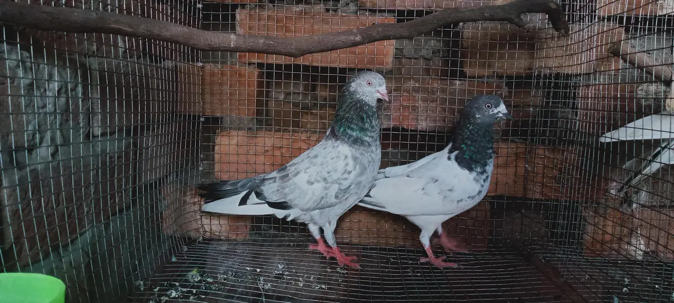 Beautiful Highflyer Pigeons — photo 9