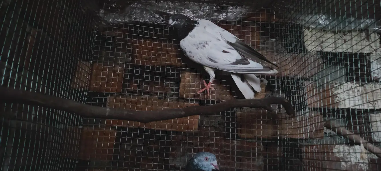 Beautiful Highflyer Pigeons — photo 10