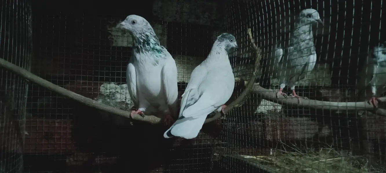 Beautiful Highflyer Pigeons — photo 11