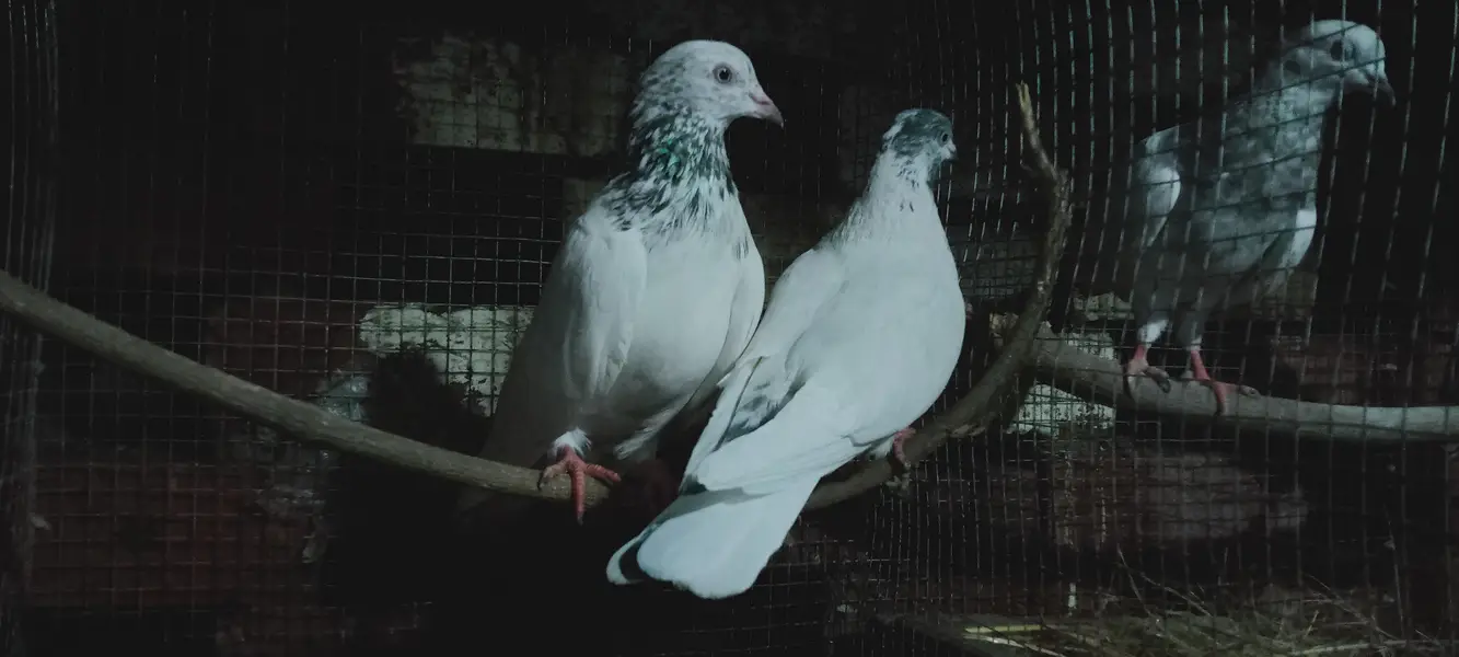 Beautiful Highflyer Pigeons — photo 12