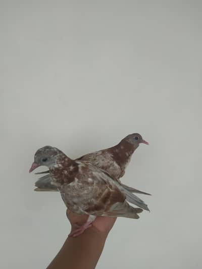 2 beautiful mukhi pigeons for sale