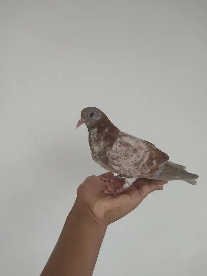 2 beautiful mukhi pigeons for sale — photo 2