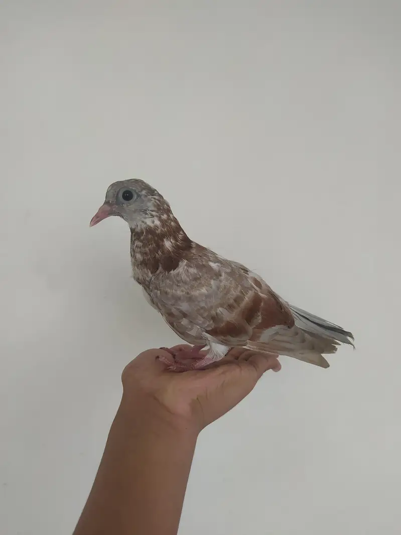 2 beautiful mukhi pigeons for sale — photo 3