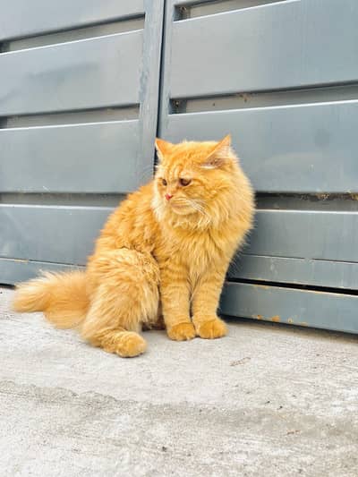 persión cat male double coat