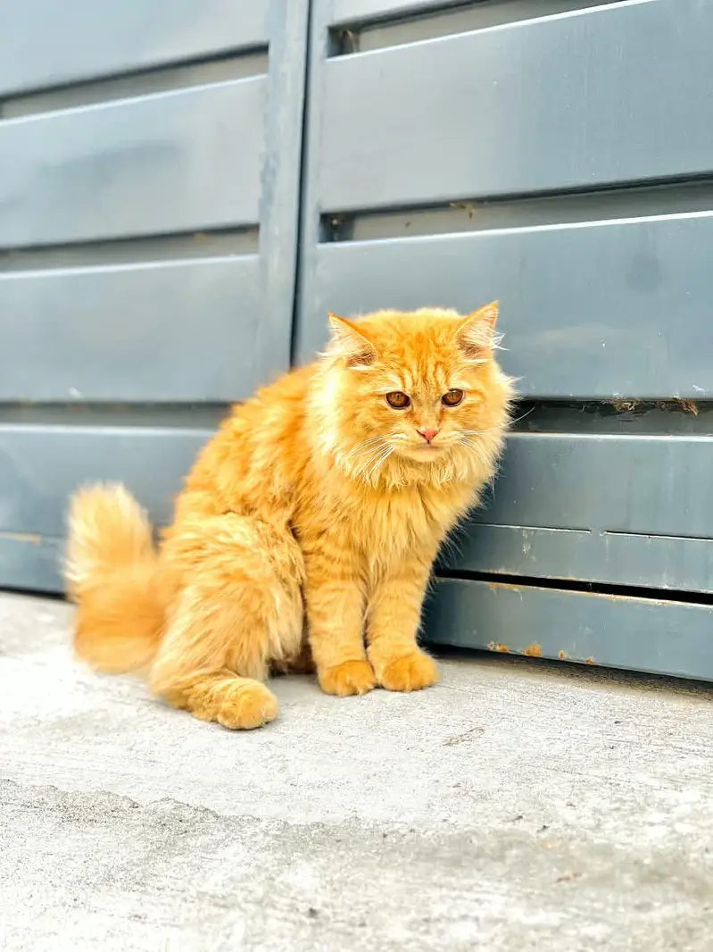 persión cat male double coat — photo 2