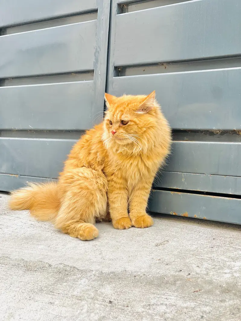 persión cat male double coat — photo 3