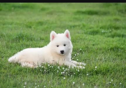 husky puppy dog for sale