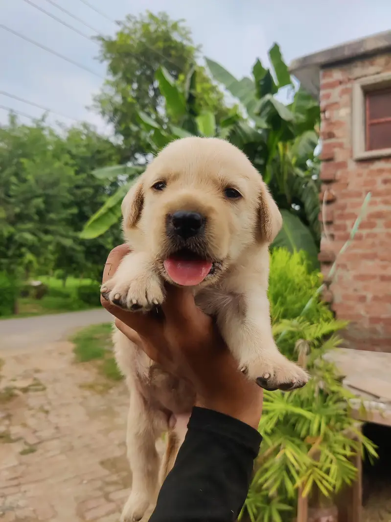 Labrador Puppy — photo 2