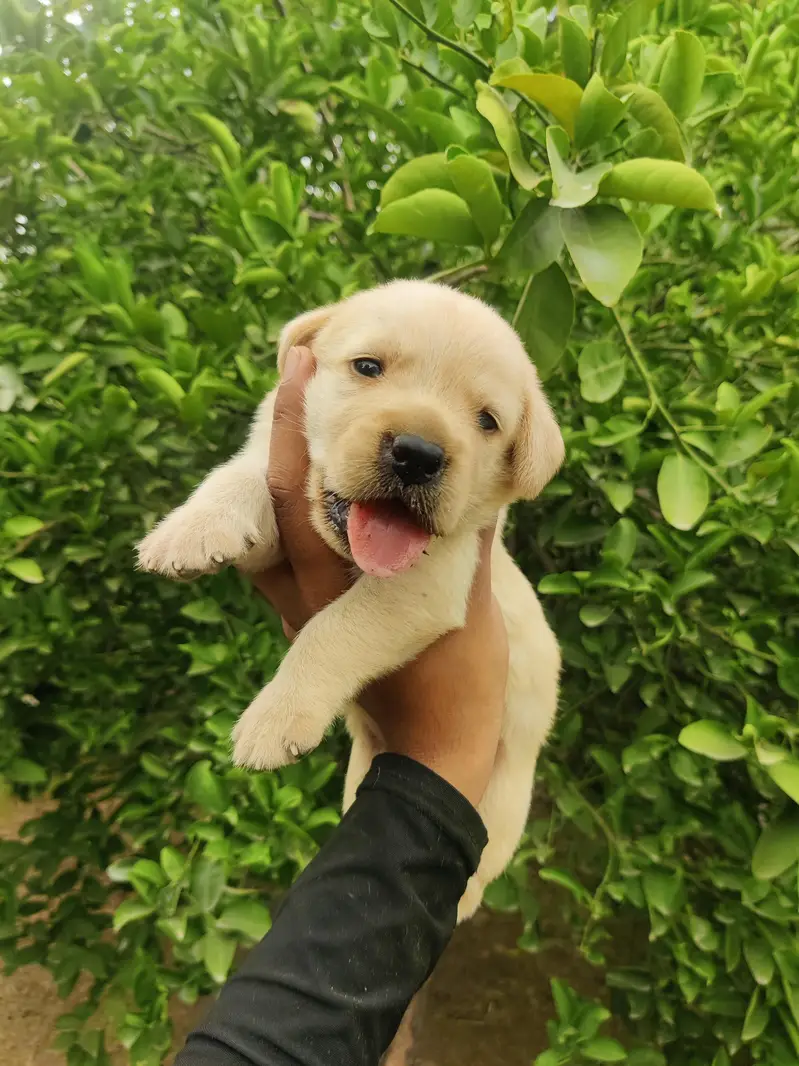 Labrador Puppy — photo 3