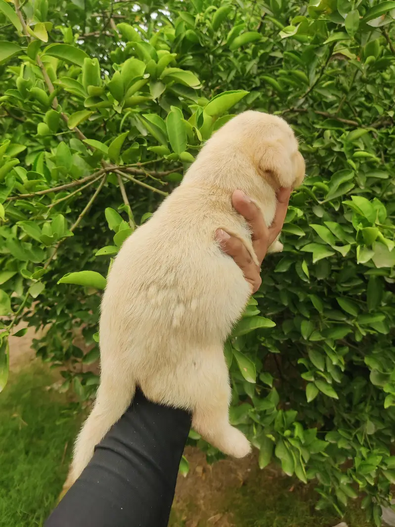 Labrador Puppy — photo 4