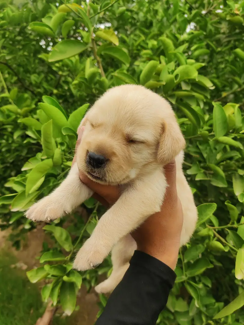 Labrador Puppy — photo 5
