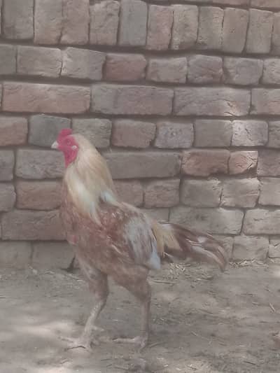 MurgaForSale #OLXPakistan #PetBirds #PoultryPakistan#AseelPatha#HeeraA