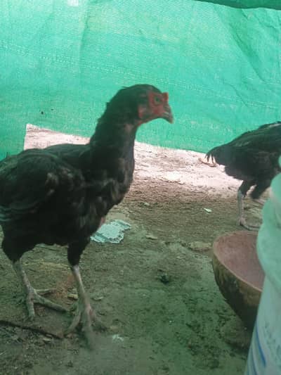 mian wali aseel hen egg laying