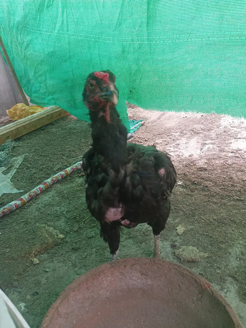 mian wali aseel hen egg laying — photo 2