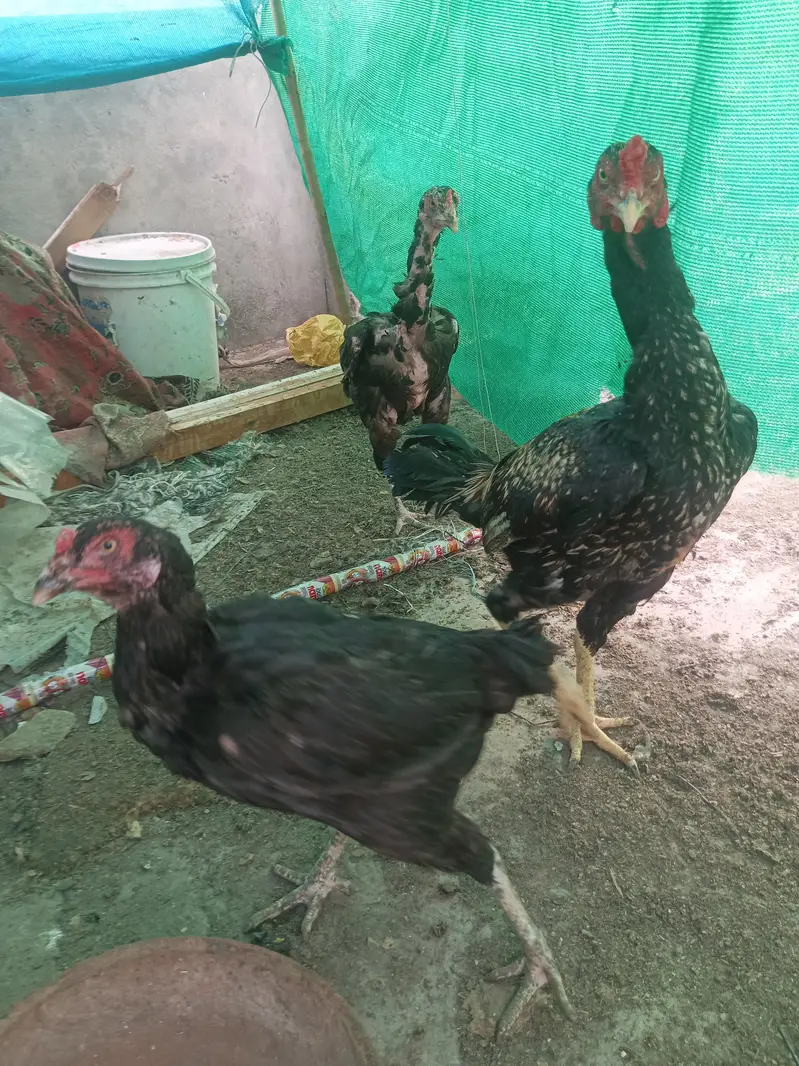 mian wali aseel hen egg laying — photo 3