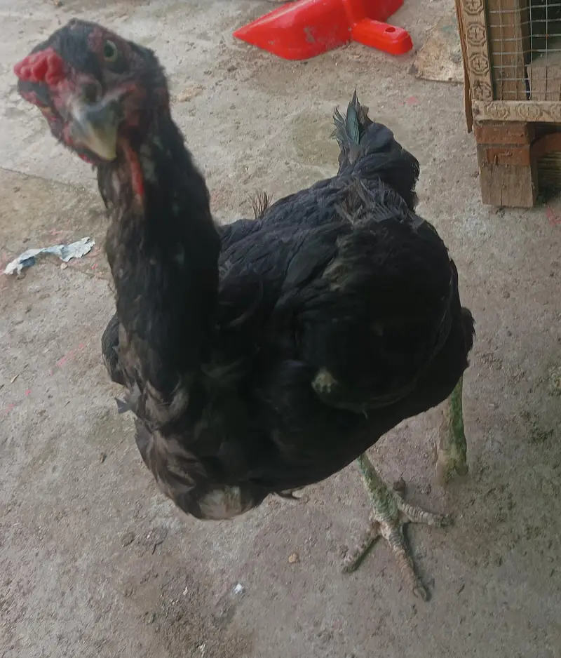 mian wali aseel hen egg laying — photo 4
