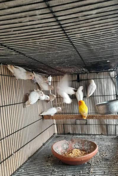 lovebird split red eyes 03211431928 WhatsApp
