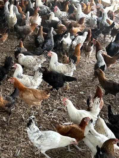 Desi Murgiyan | golden misri | hens | per kg