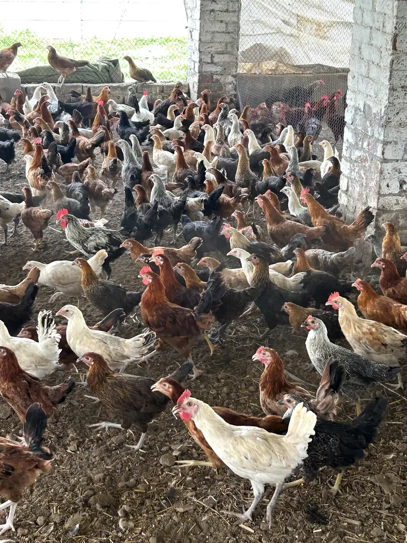Desi Murgiyan | golden misri | hens | per kg — photo 2