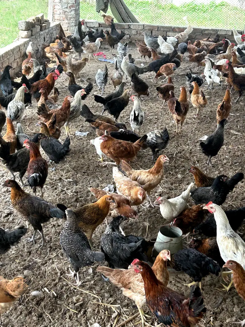 Desi Murgiyan | golden misri | hens | per kg — photo 3