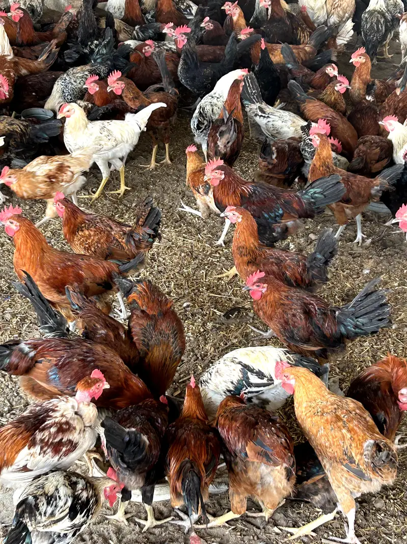 Desi Murgiyan | golden misri | hens | per kg — photo 4