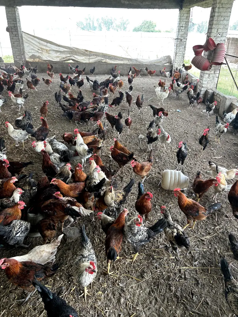 Desi Murgiyan | golden misri | hens | per kg — photo 5