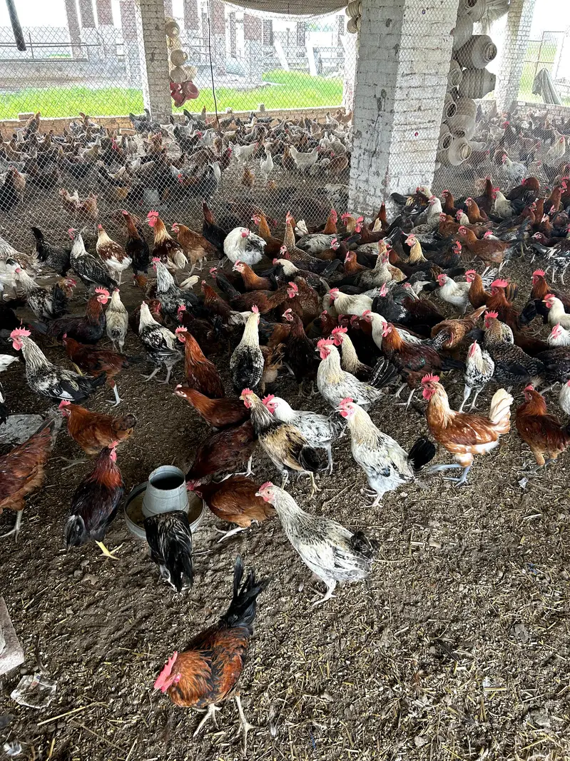 Desi Murgiyan | golden misri | hens | per kg — photo 6