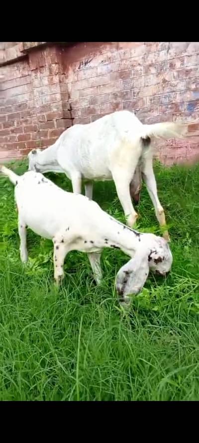 dasi bakri with female kid