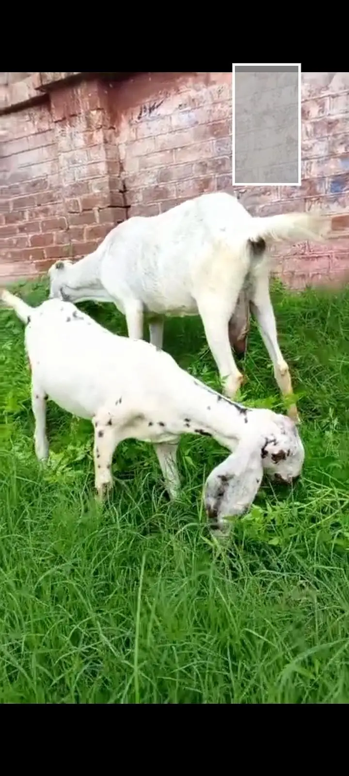 dasi bakri with female kid — photo 2
