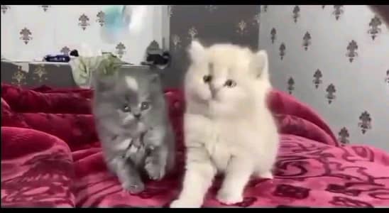 Persian cat for sale male or female my WhatsApp number30/93/10/56/82
