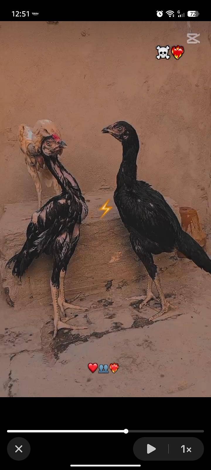 aseel chicks 0